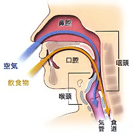 2) 離乳食初期（およそ5～6ヶ月ごろ）ゴックン期”口唇食べ期”